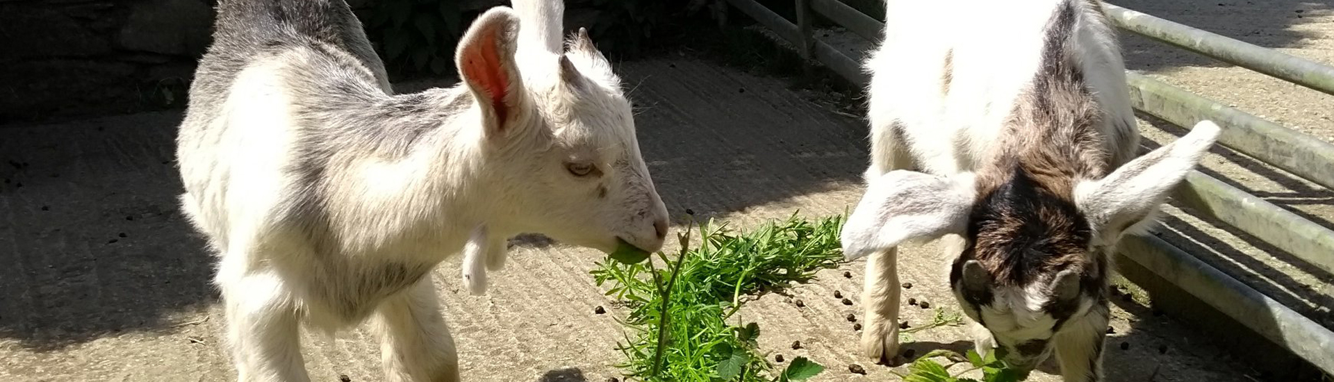 Maria's Animal Shelter