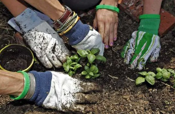 Redannick House - gardening