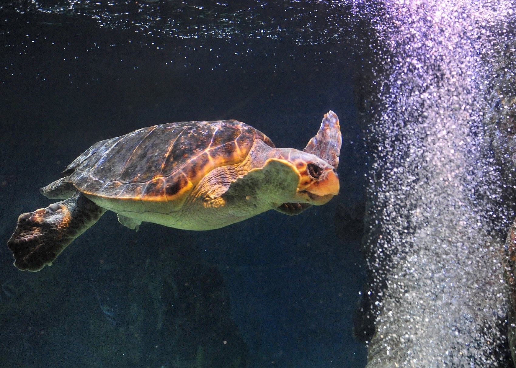 Blue Reef Aquarium