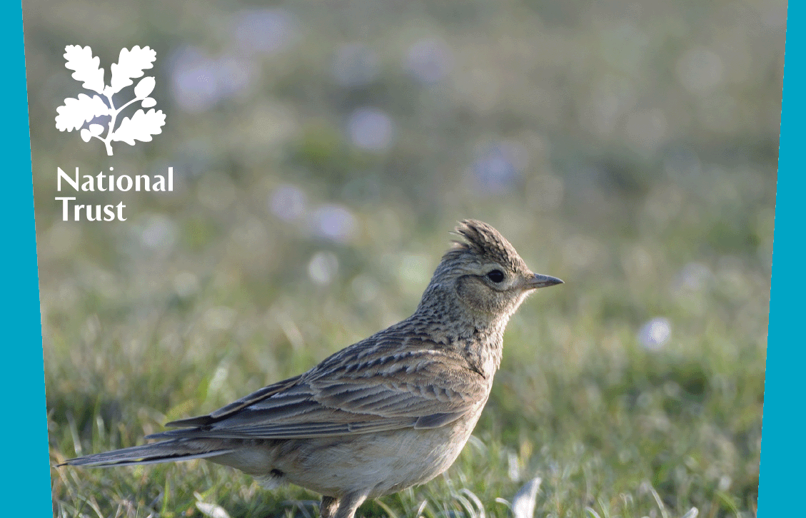 National Trust Bird