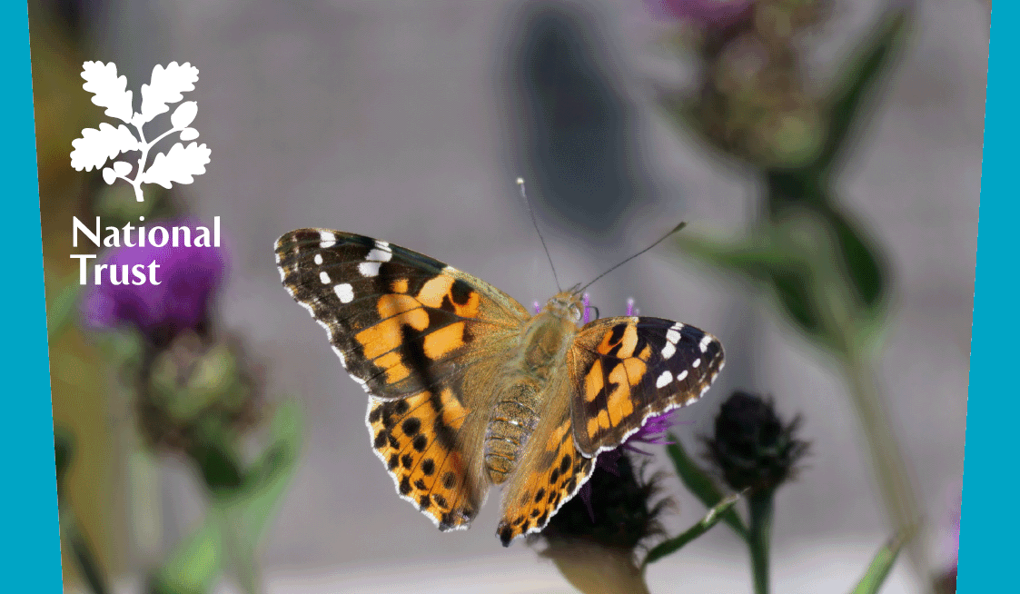 National Trust Butterfly