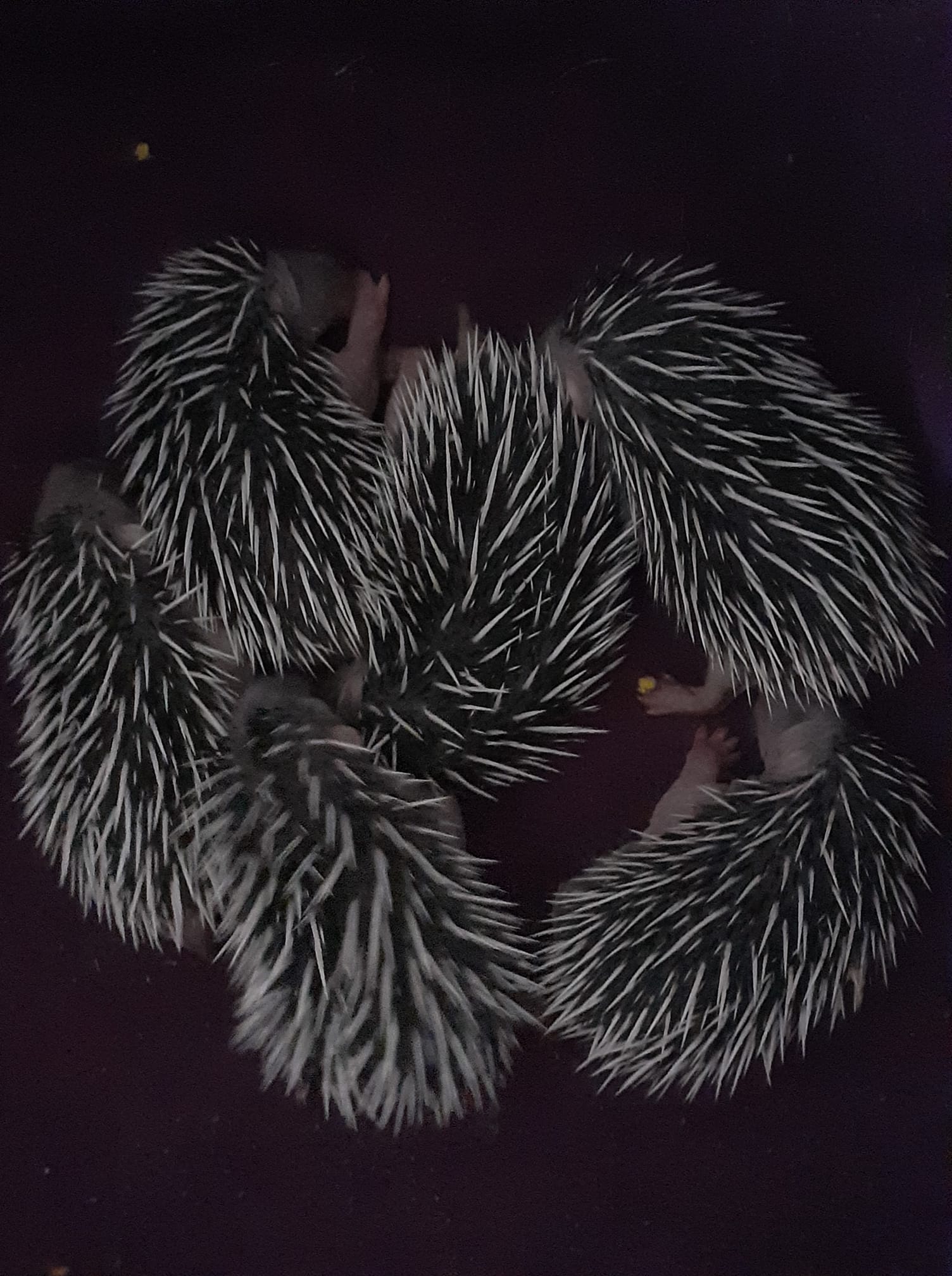 Hoglets