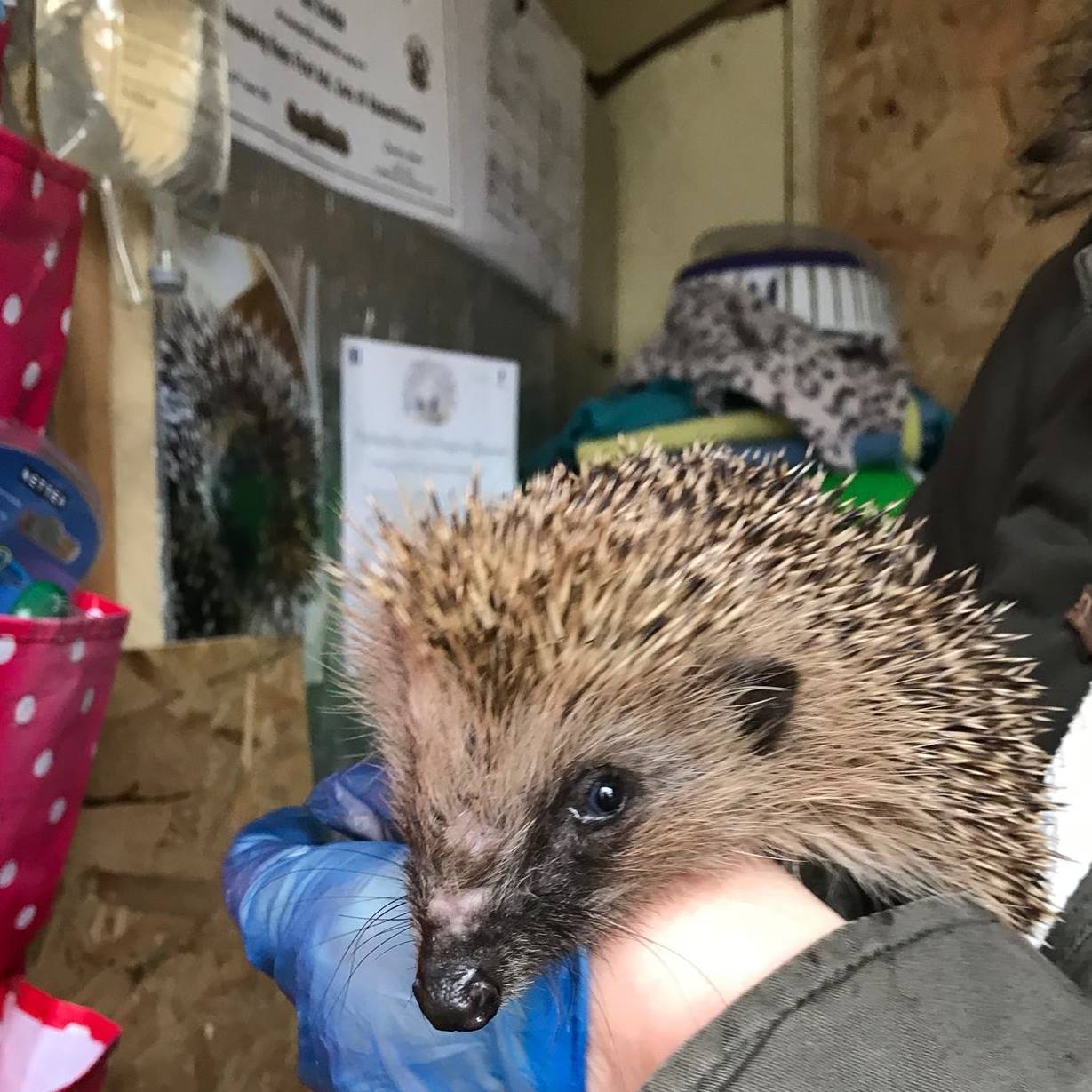 Alfie hedgehog 