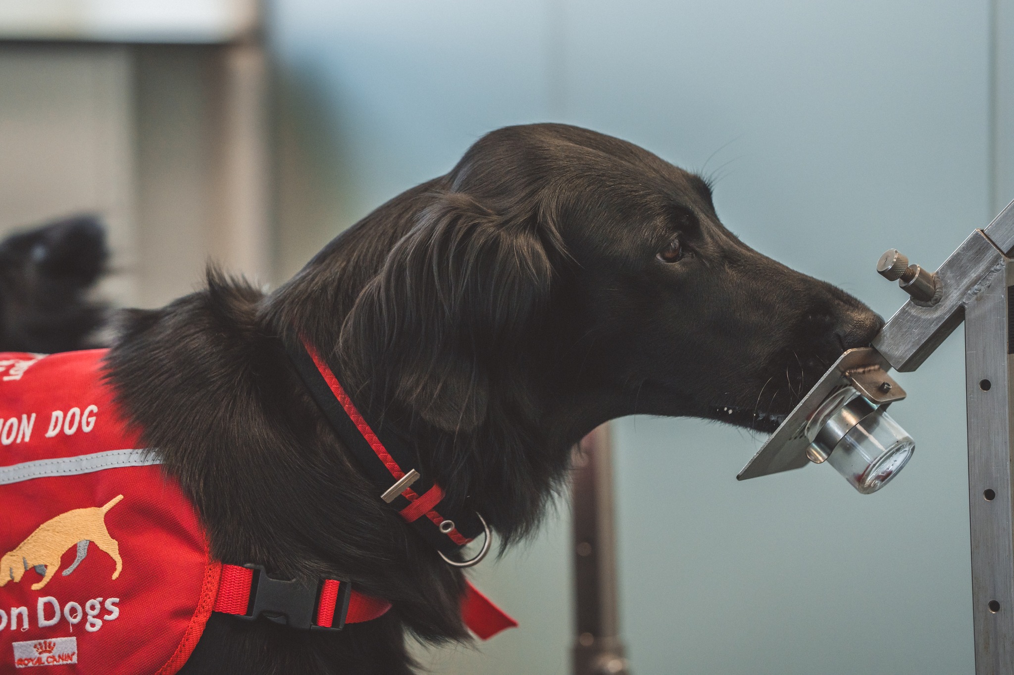 Image of a dog (black coated retriever) in a Medical Detection Dogs branded vest sniffing a scent pot containing a disease sample