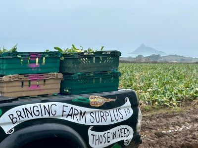 We are harvesting in Cornish fields each week and would love your help. (-: