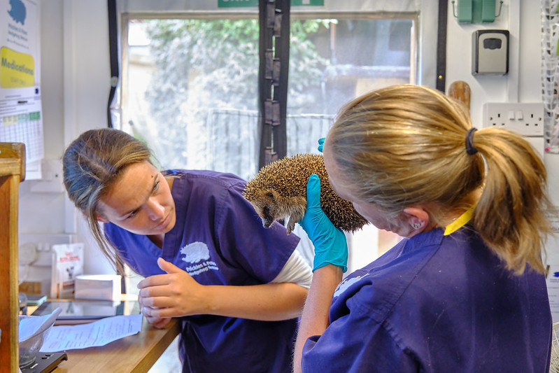 Hedgehog carers at Prickles & Paws HQ