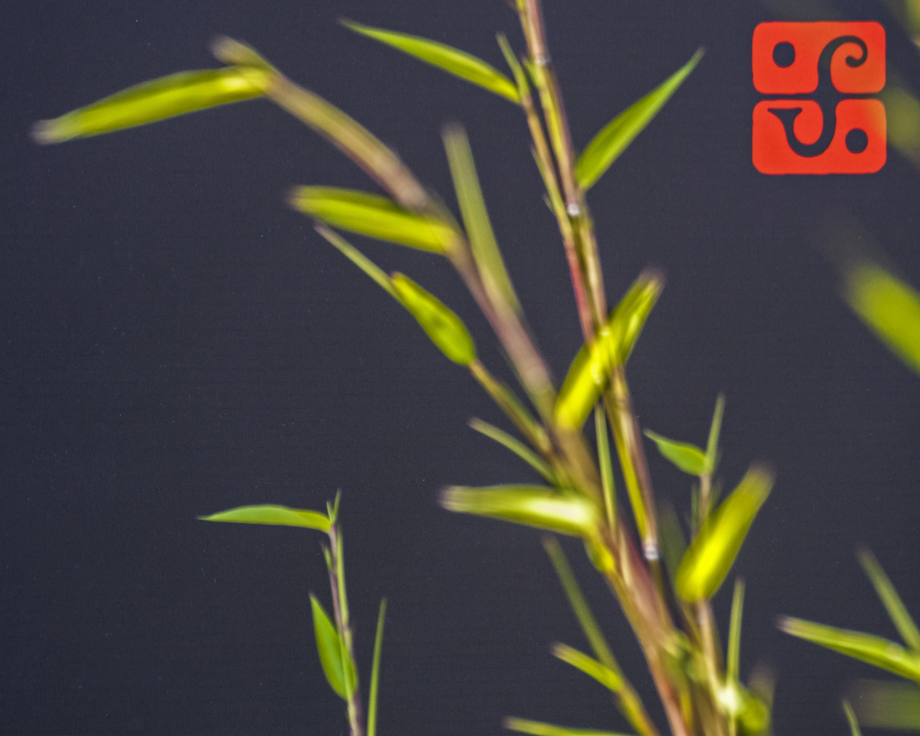Bamboo in the garden at Leach Pottery against the dark grey backdrop of the museum with a