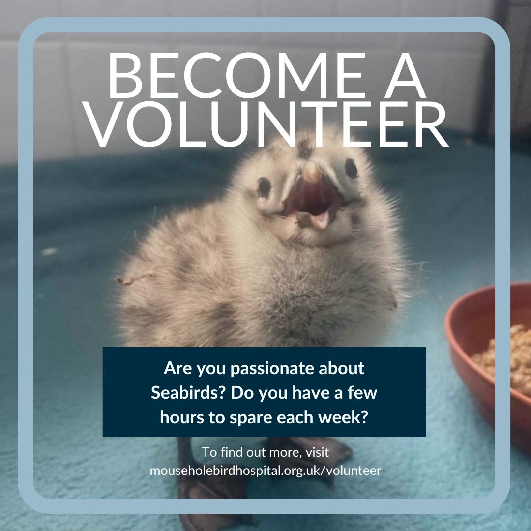 A phot of a gull chick with the words become a volunteer on it.