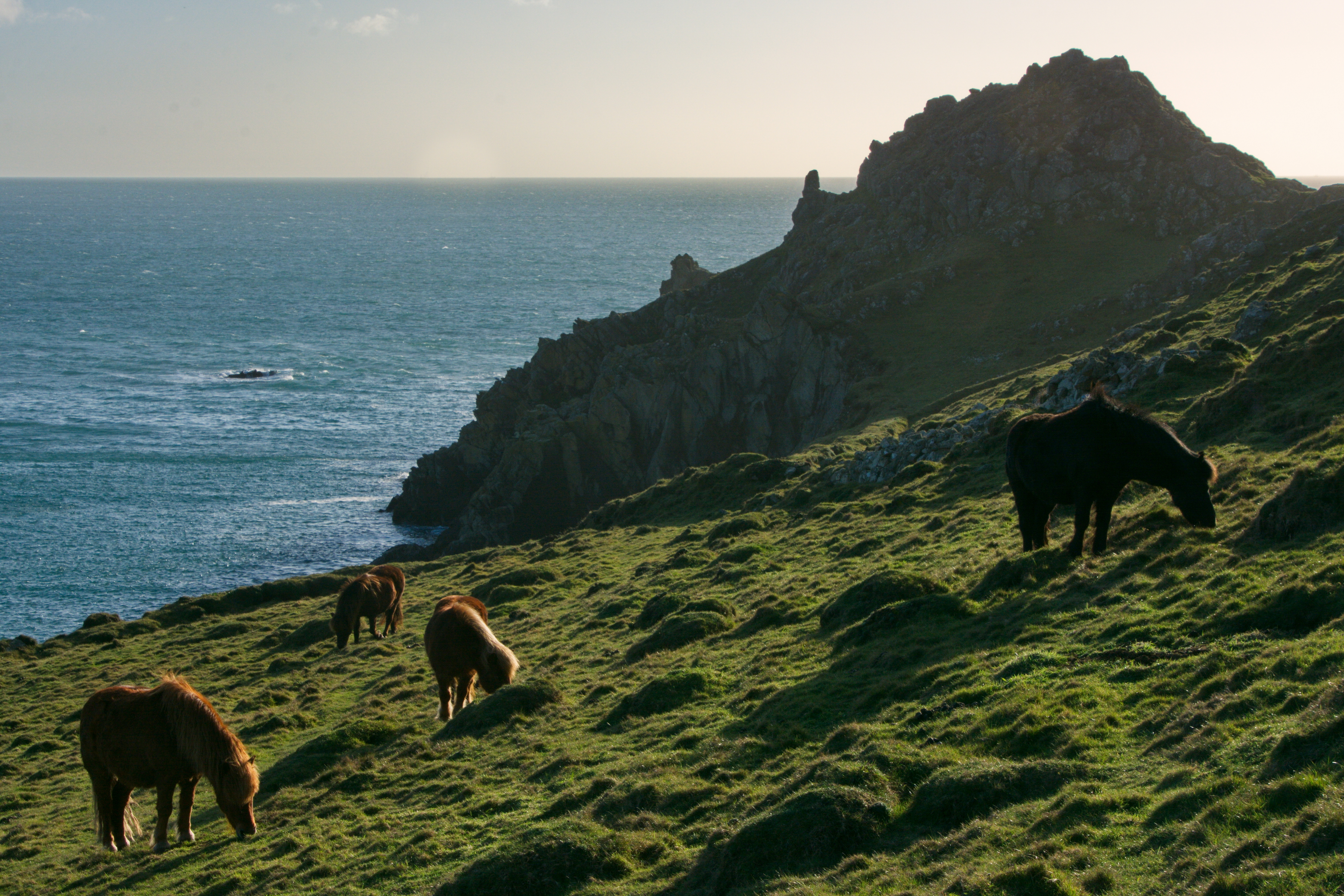 Ponies grazing the land in West Cornwall 