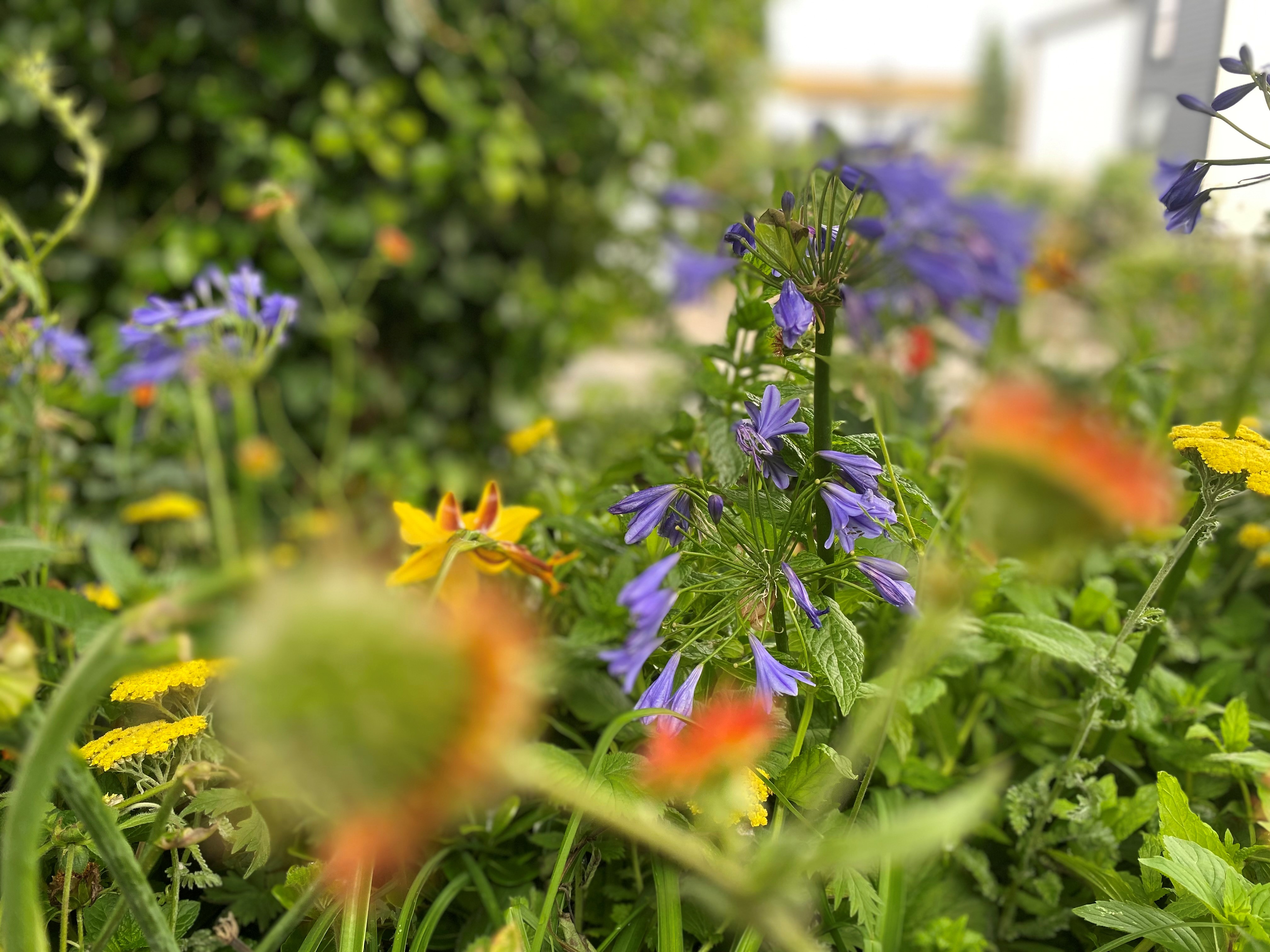 Donated flowers from the chelsea flower show include agapanthus and geums and create a riot of colour.. 