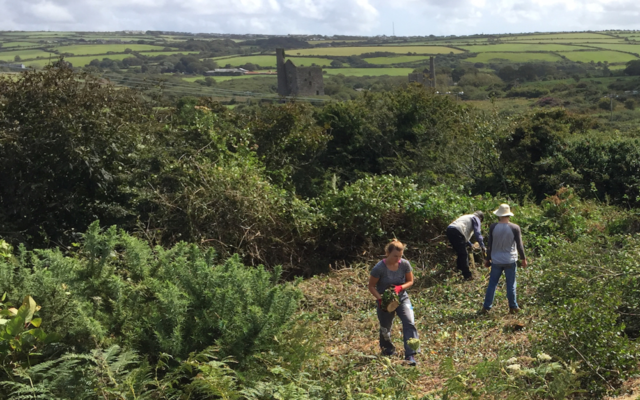King Edward Mine Gardening team clearing gorse