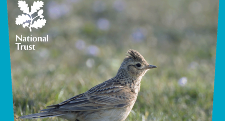 National Trust Bird