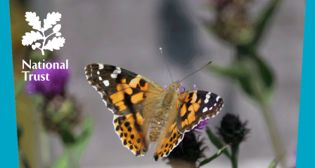 National Trust Butterfly