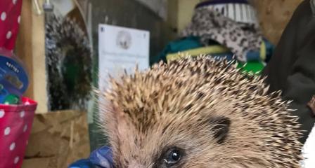 Alfie hedgehog 