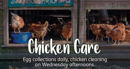 Chicken Care volunteering Community Farm 