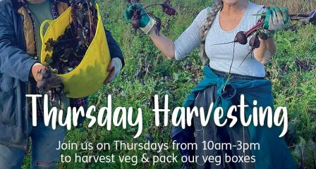 Thursday Harvesting Volunteering Community Farm