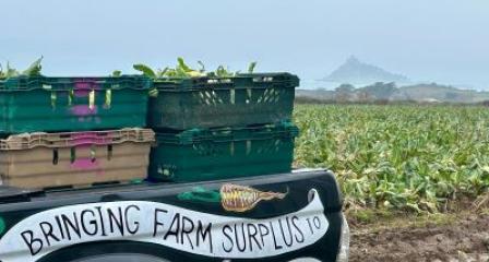 We are harvesting in Cornish fields each week and would love your help. (-: