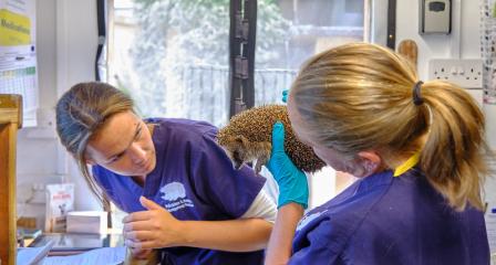 Hedgehog carers at Prickles & Paws HQ