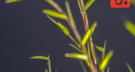Bamboo in the garden at Leach Pottery against the dark grey backdrop of the museum with a 