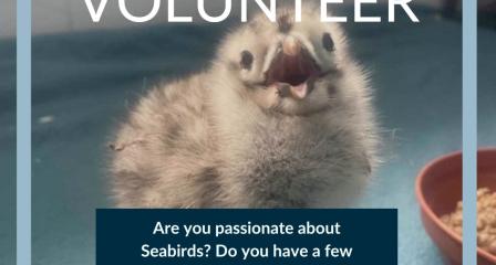 A phot of a gull chick with the words become a volunteer on it.