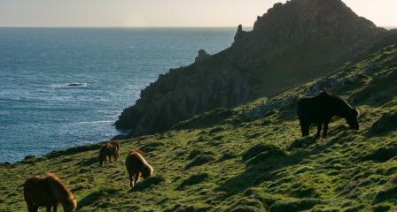 Ponies grazing the land in West Cornwall 