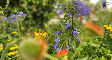 Donated flowers from the chelsea flower show include agapanthus and geums and create a riot of colour.. 